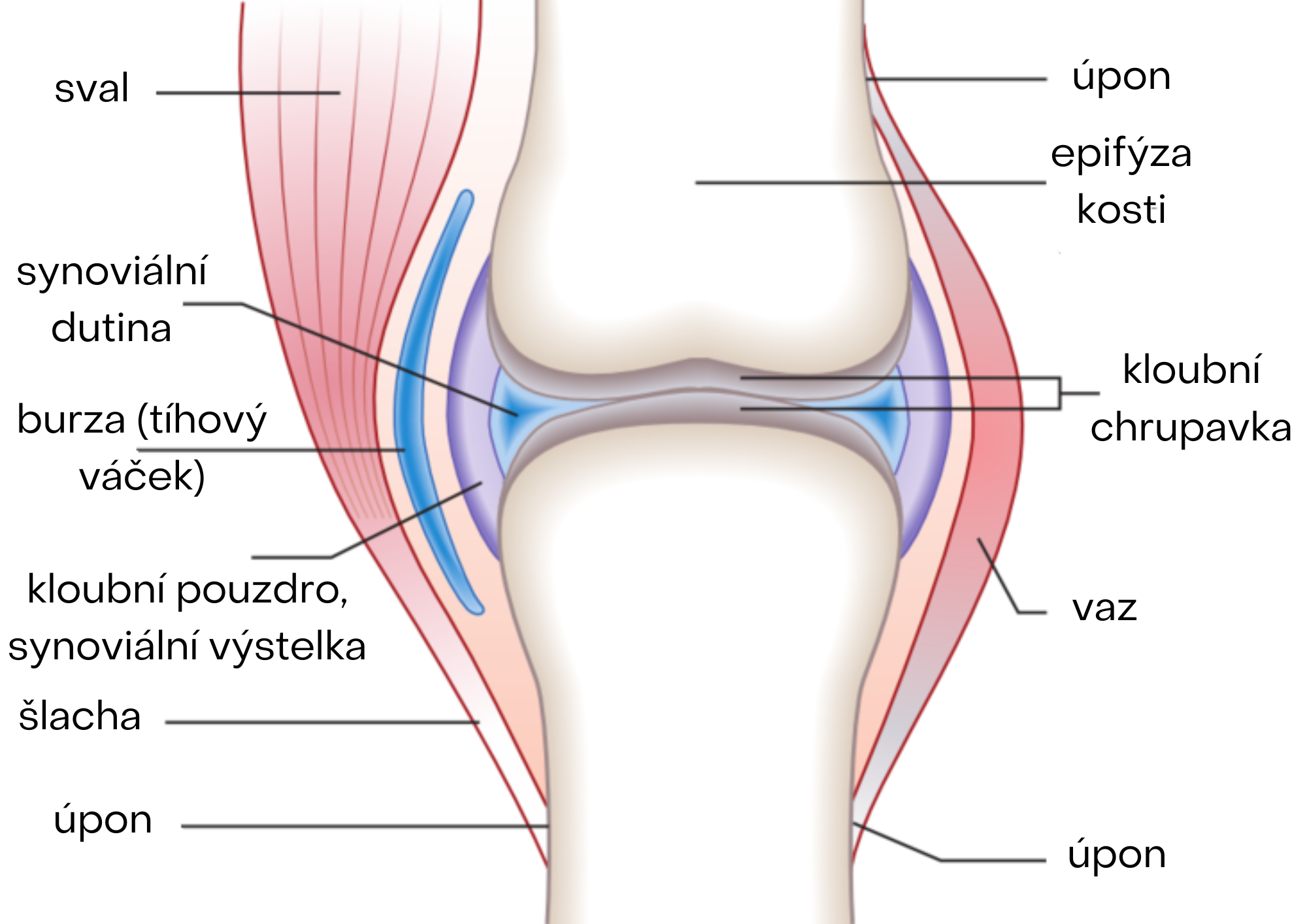 kloub anatomie